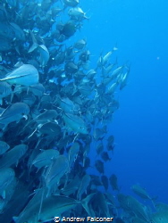 At barracuda point on Sipadan there is an enormous school... by Andrew Falconer 